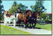 Horse Drawn Carriage for Special Events Picture